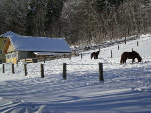 Pferde im Winter