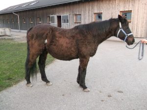 Stoffwechsel - Erkrankungen