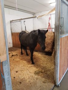 Stallungen