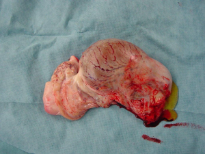 Hoden eines Hengstes