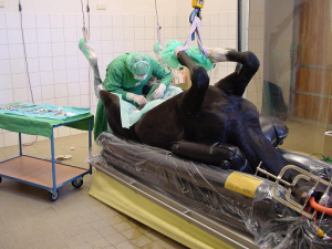 Kastration an der Klinik