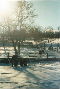 Abb. 1: Offenstallhaltung - im Winter