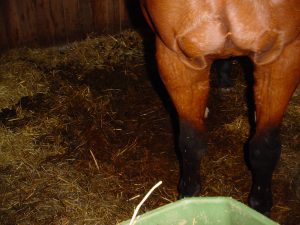 Abb. 3: mangelnde Stallhygiene