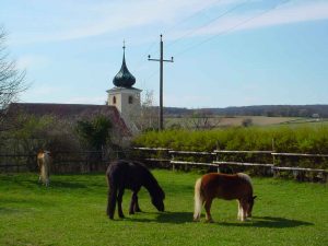 Pferdehaltung auf der Koppel