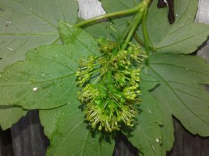 Berg-Ahorn (Acer pseudoplantanus)