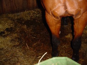 Ammoniakbelastung bei schlechter Stallhygiene