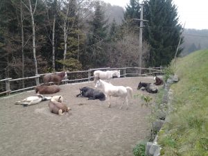 Lungenprobleme beim Pferd?