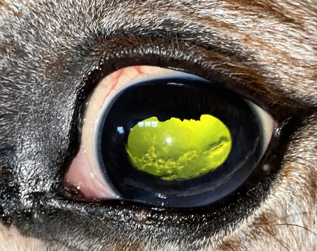 Auge