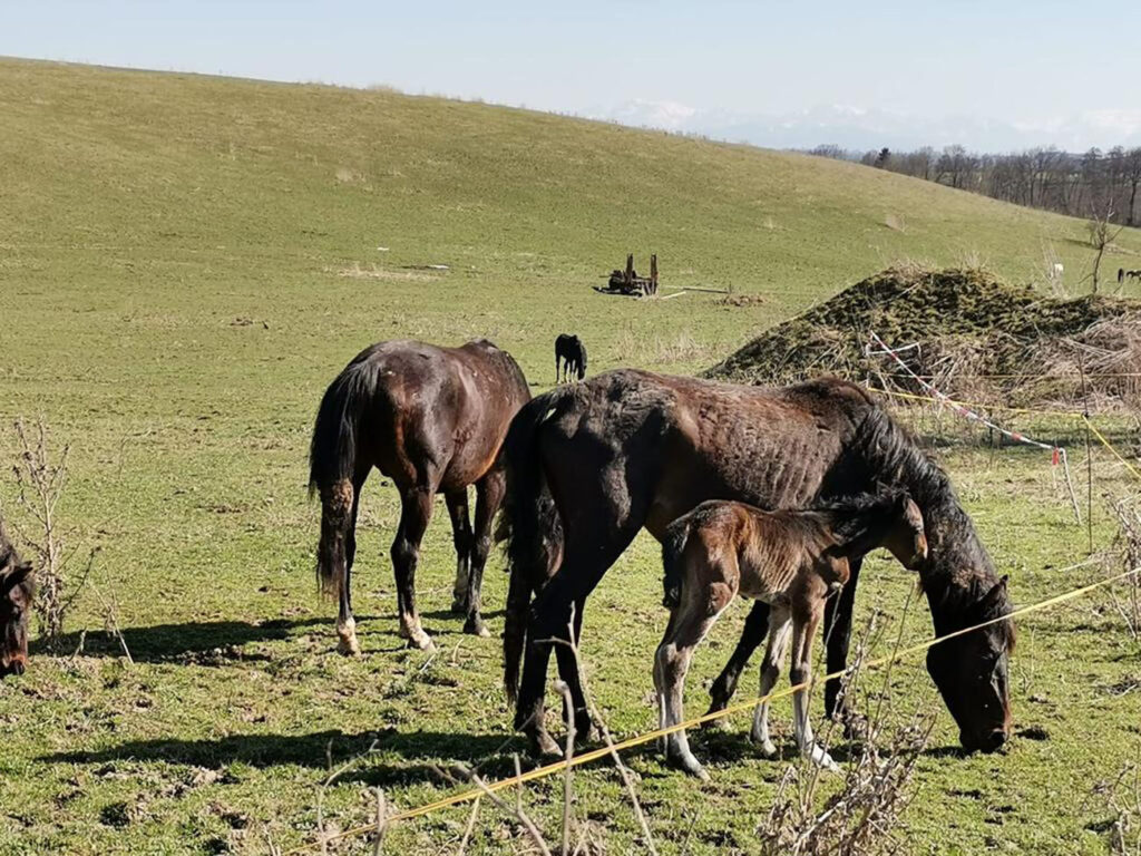 Tierschutz: Pferdehaltung in Oberösterreich 