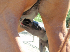 Pferdegeburt Checkliste